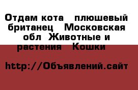 Отдам кота,  плюшевый британец - Московская обл. Животные и растения » Кошки   